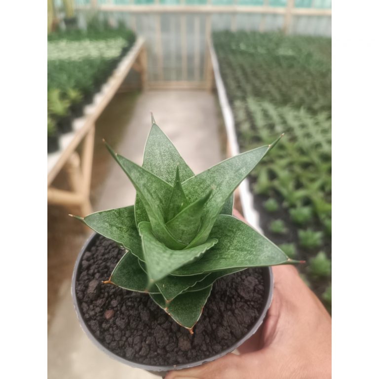 1436. Sansevieria Pranaja