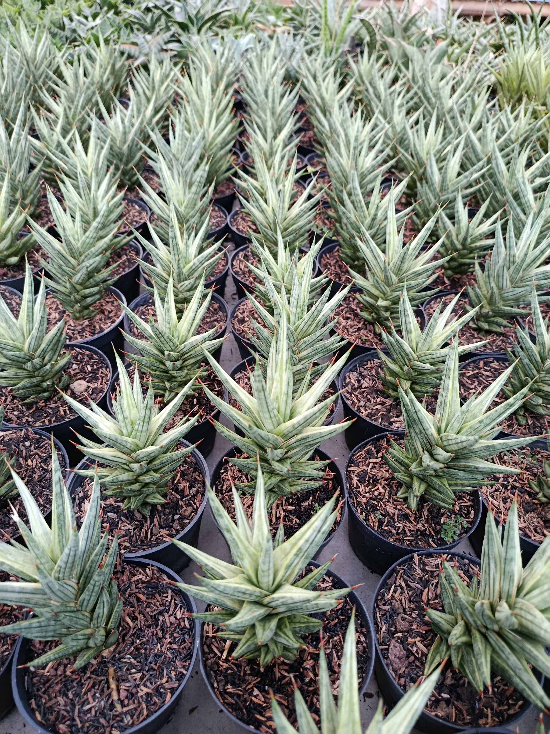 1950. Sansevieria Prancisii White Valigata - Image 3
