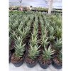 1950. Sansevieria Prancisii White Valigata