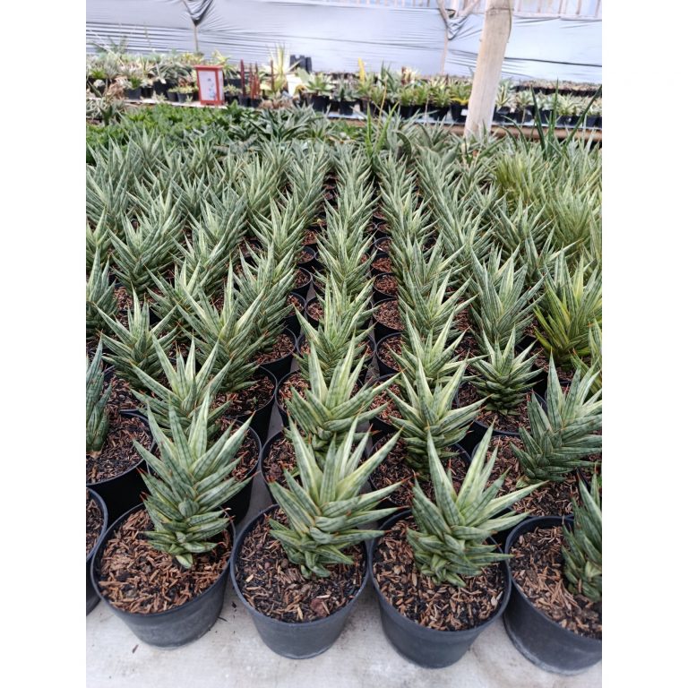 1950. Sansevieria Prancisii White Valigata