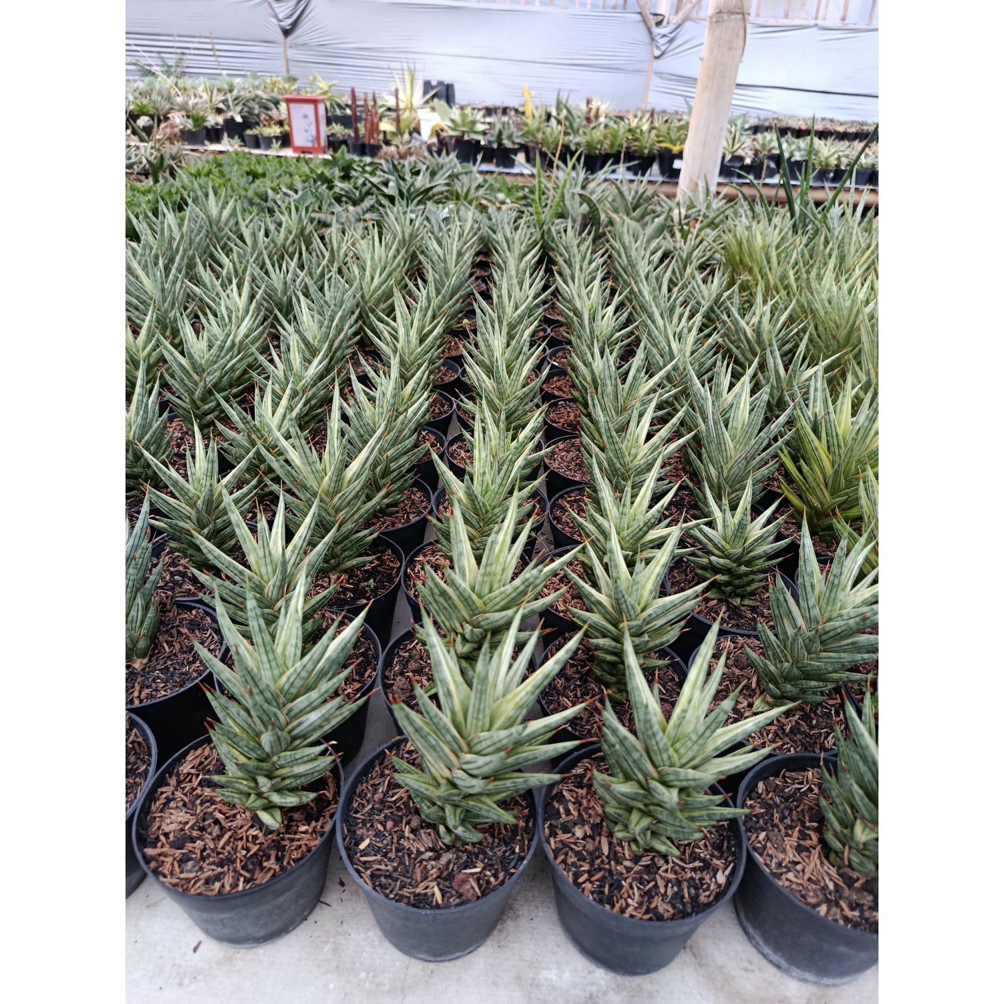 1950. Sansevieria Prancisii White Valigata
