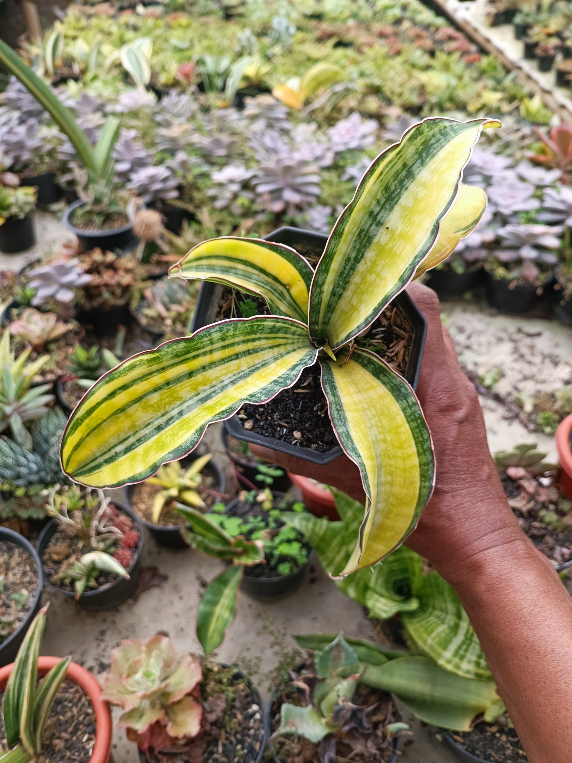1846. Sansevieria Puphamon - Image 3