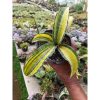 1846. Sansevieria Puphamon