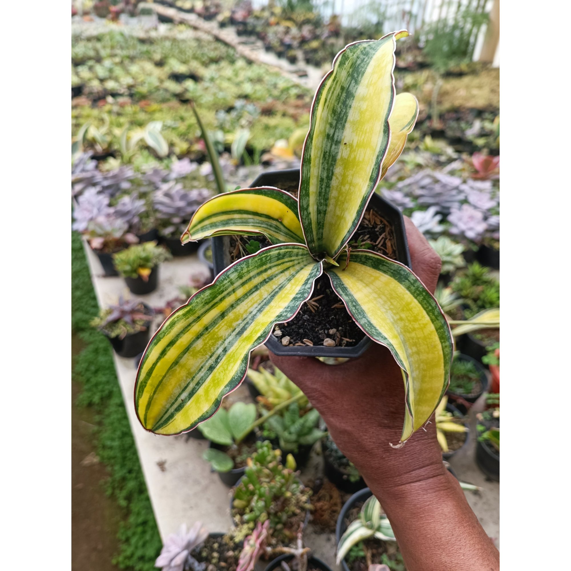 1846. Sansevieria Puphamon
