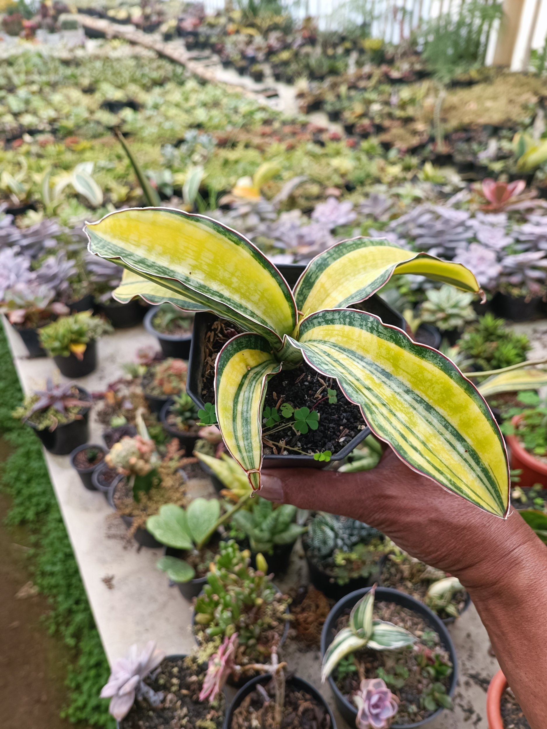 1846. Sansevieria Puphamon - Image 4
