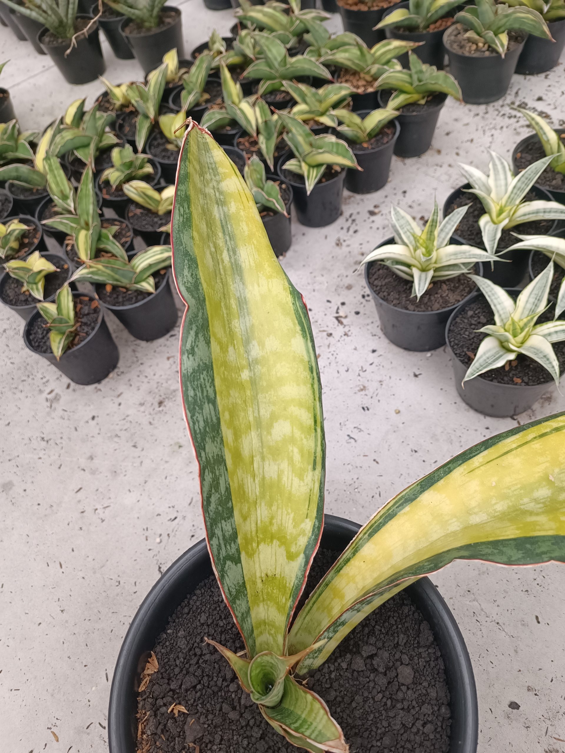 1846. Sansevieria Puphamon - Image 5