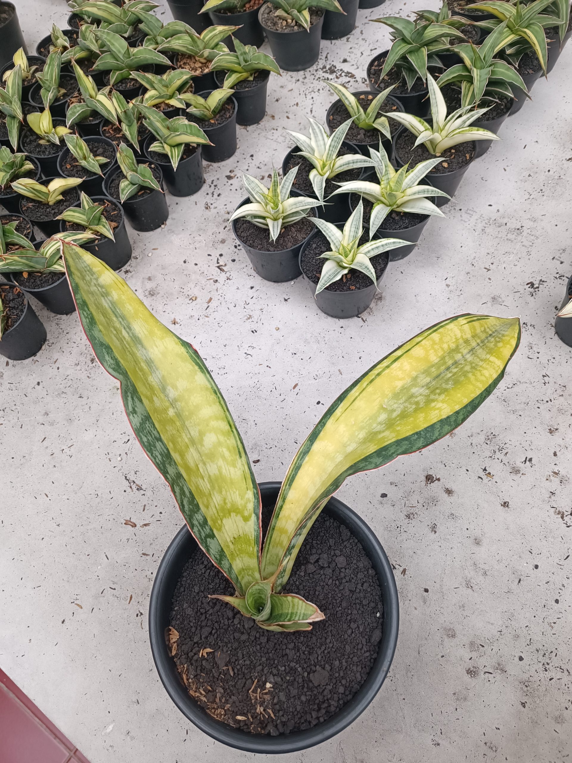 1846. Sansevieria Puphamon - Image 2
