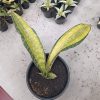 1846. Sansevieria Puphamon