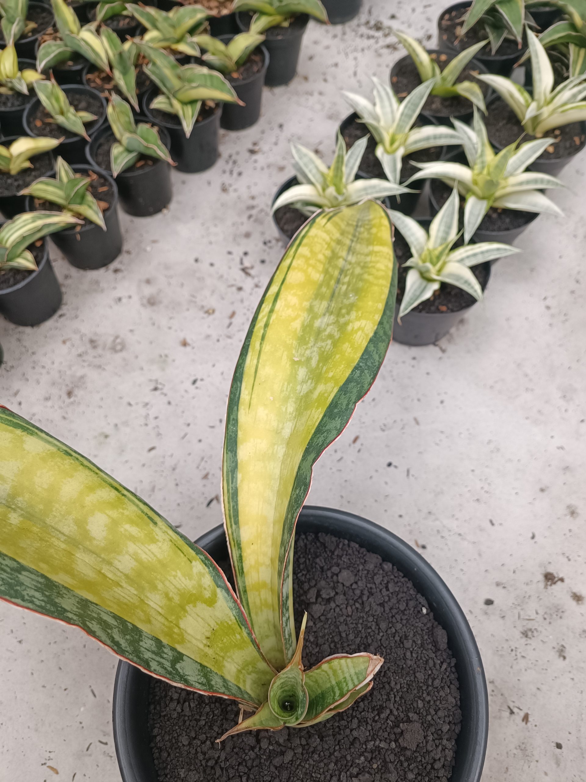 1846. Sansevieria Puphamon - Image 3