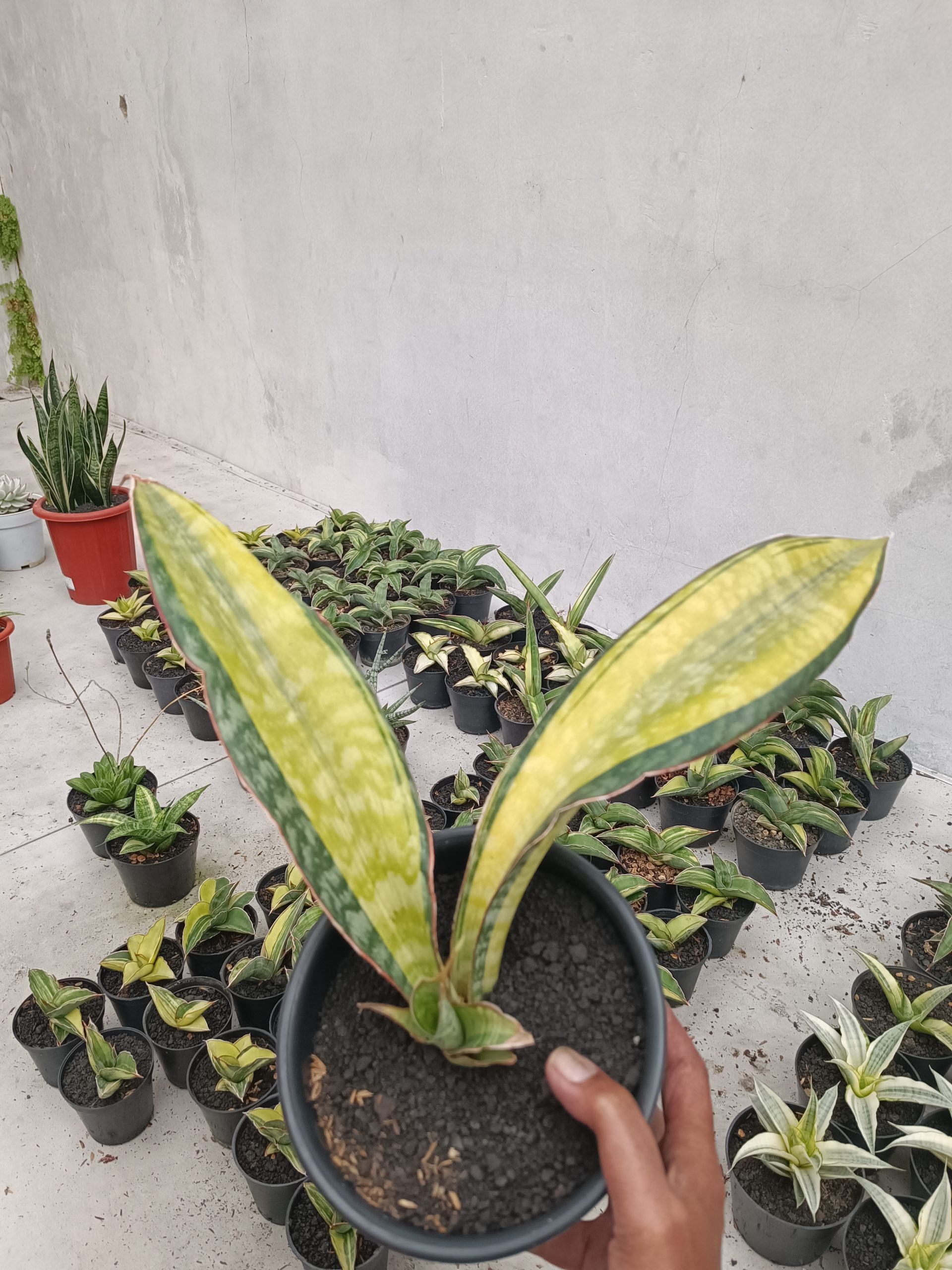 1846. Sansevieria Puphamon - Image 4