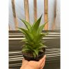 1466. Sansevieria Puyek Size 20 Cm