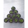1543. Sansevieria Rajawali 10 Pcs