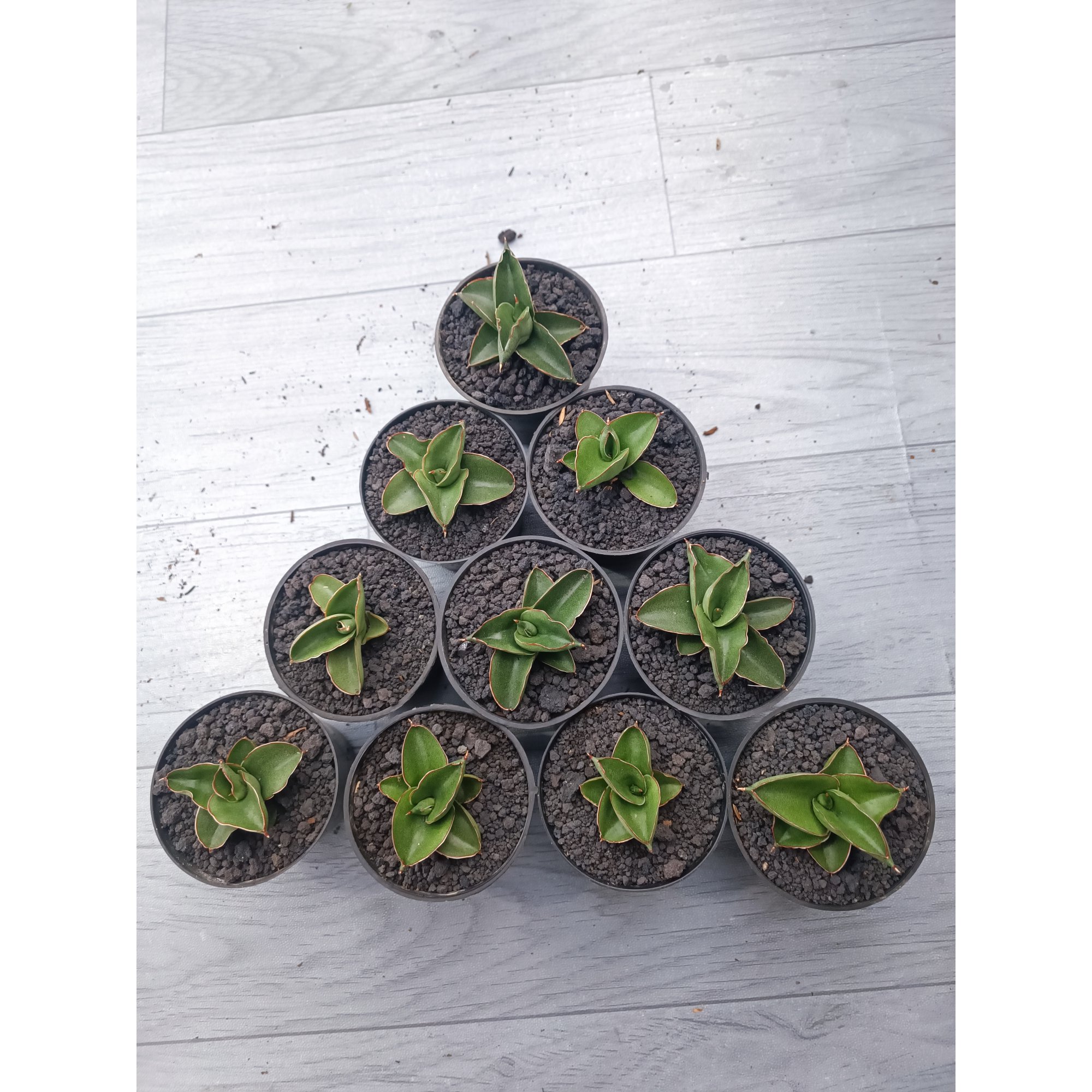 1543. Sansevieria Rajawali 10 Pcs