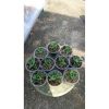 2165. Sansevieria Rajawali 10 Pcs size 10 cm