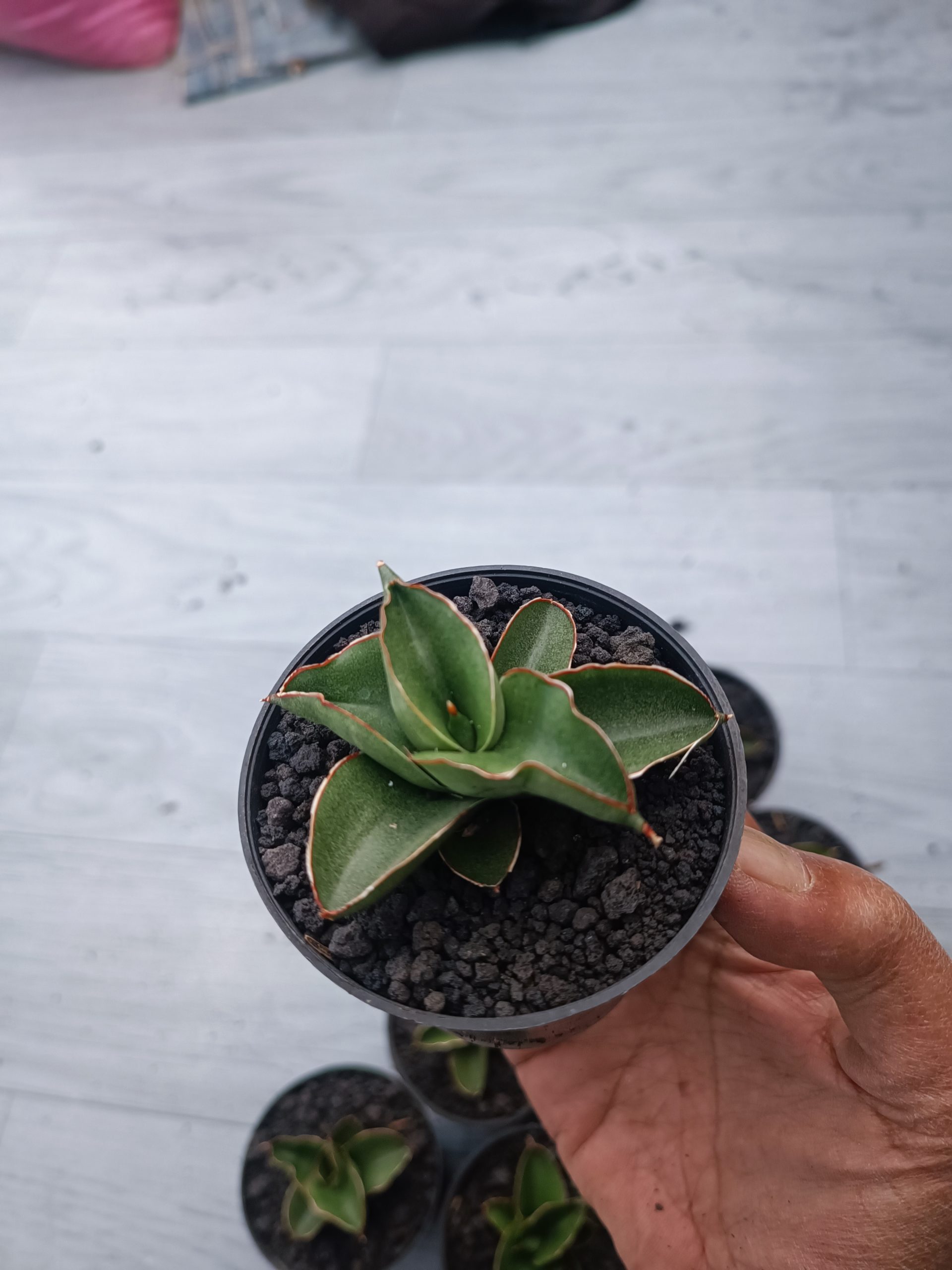 1543. Sansevieria Rajawali 10 Pcs - Image 3