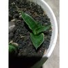 1899. Sansevieria Reinata Thin Varigation