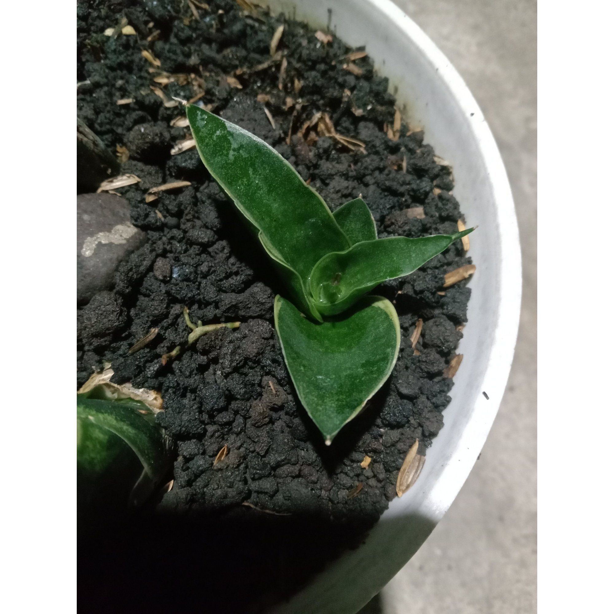 1899. Sansevieria Reinata Thin Varigation