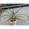 1974. Sansevieria Rhidesiana Variegated Big Size 90cm Rosettes