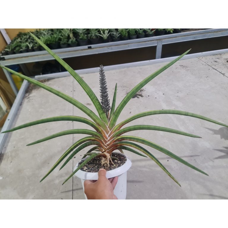 1974. Sansevieria Rhidesiana Variegated Big Size 90cm Rosettes