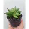 1658. Sansevieria Robo Mutation