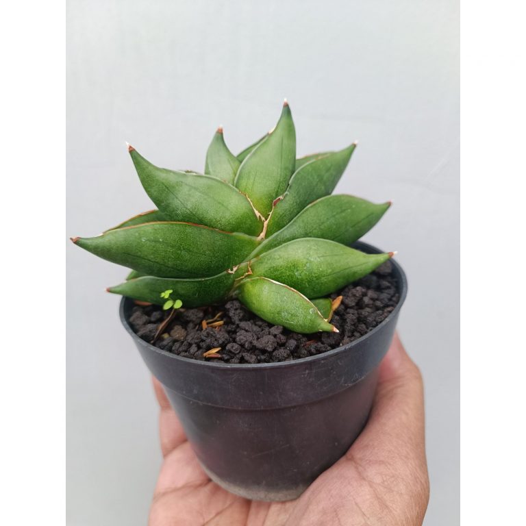 1658. Sansevieria Robo Mutation