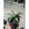 1884. Sansevieria ROBO(Robusta Boncel) Size 12 Cm