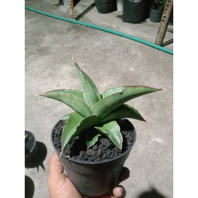 1884. Sansevieria ROBO(Robusta Boncel) Size 12 Cm