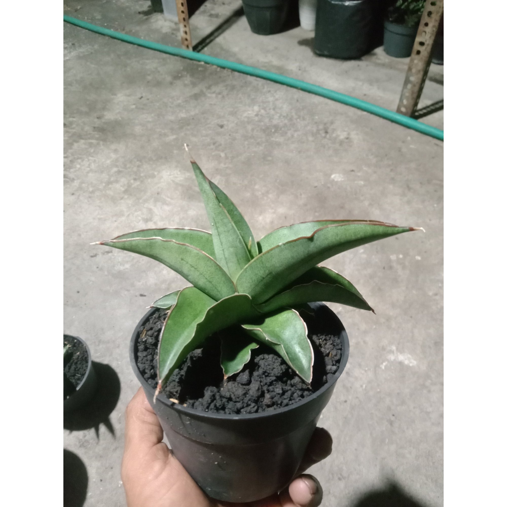 1884. Sansevieria ROBO(Robusta Boncel) Size 12 Cm