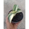 2182. Sansevieria Robusta Draft Striata White Varigated