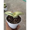 1901. Sansevieria Robusta Draft White Variegated Aurea