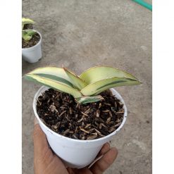 1901. Sansevieria Robusta Draft White Variegated Aurea