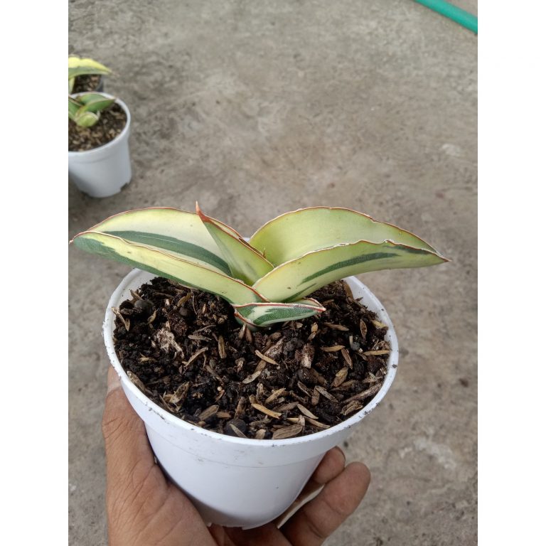 1901. Sansevieria Robusta Draft White Variegated Aurea