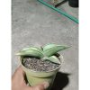 1886. Sansevieria Robusta Draft Yellow Variegated