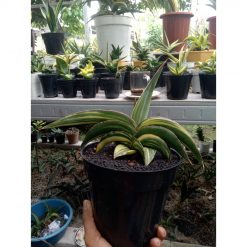 2029. Sansevieria Robusta Draft Yellow Variegated Medium Size