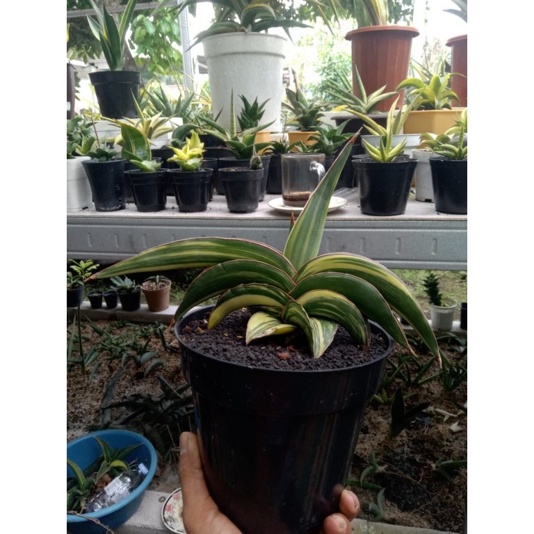 2029. Sansevieria Robusta Draft Yellow Variegated Medium Size
