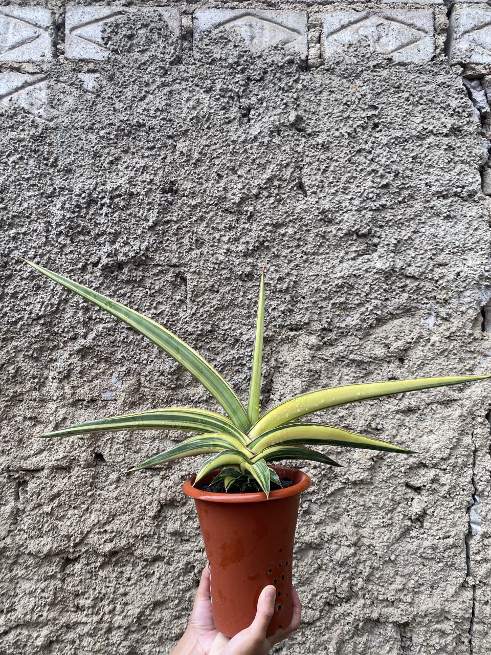 1506. Sansevieria Robusta Dwarf Variegated size 60 cm - Image 2