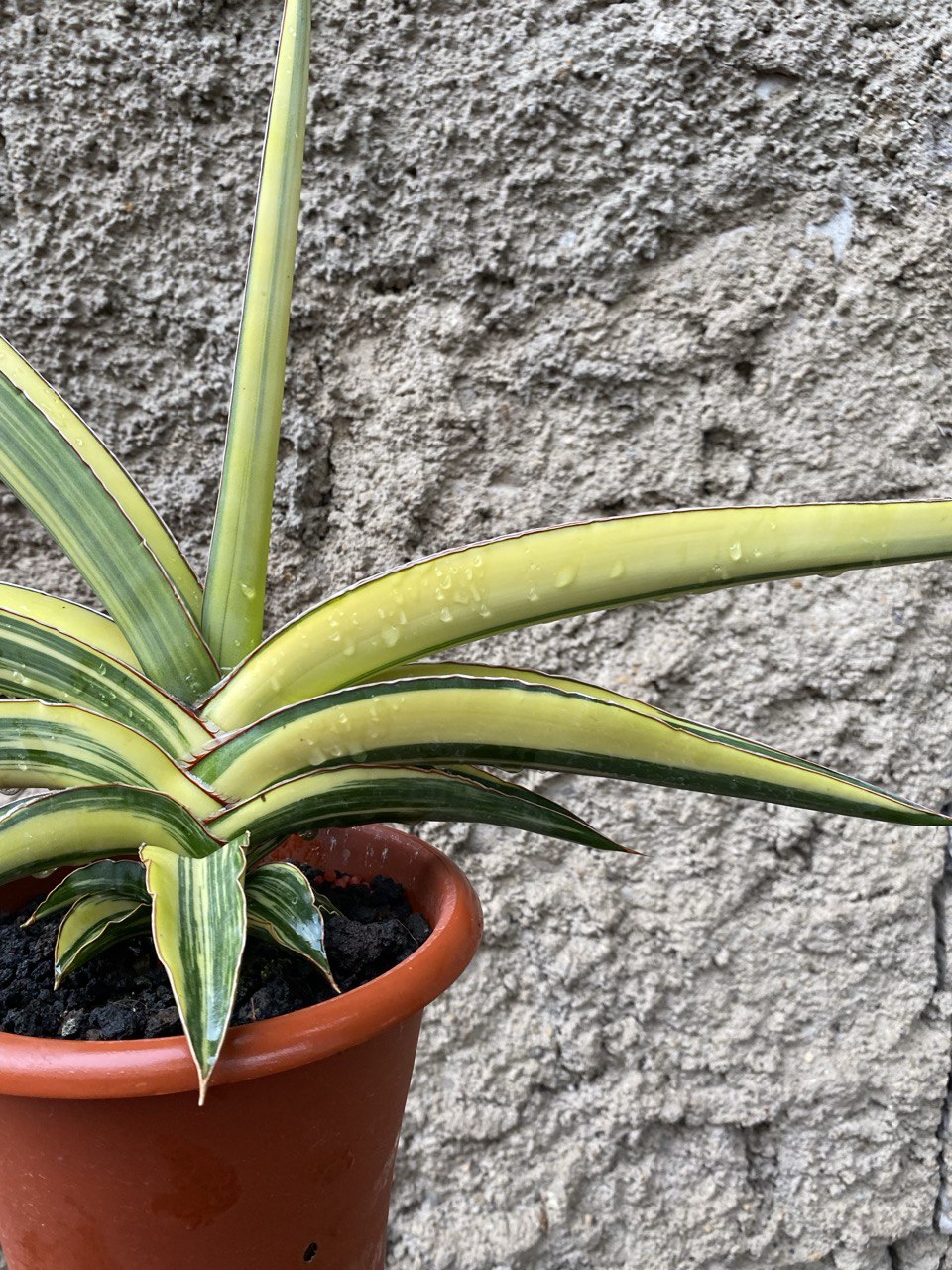 1506. Sansevieria Robusta Dwarf Variegated size 60 cm - Image 3