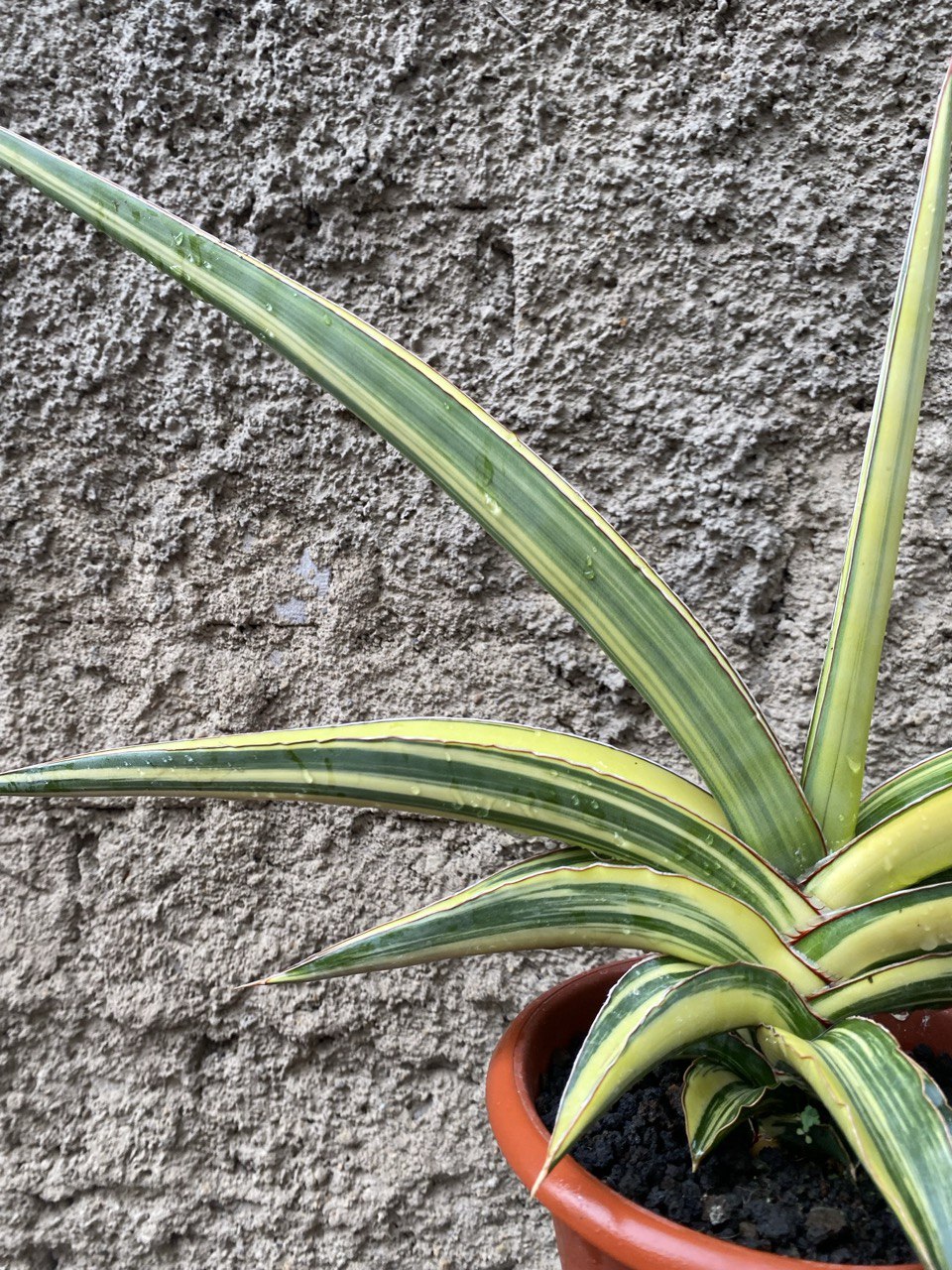 1506. Sansevieria Robusta Dwarf Variegated size 60 cm - Image 4
