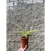 1506. Sansevieria Robusta Dwarf Variegated size 60 cm