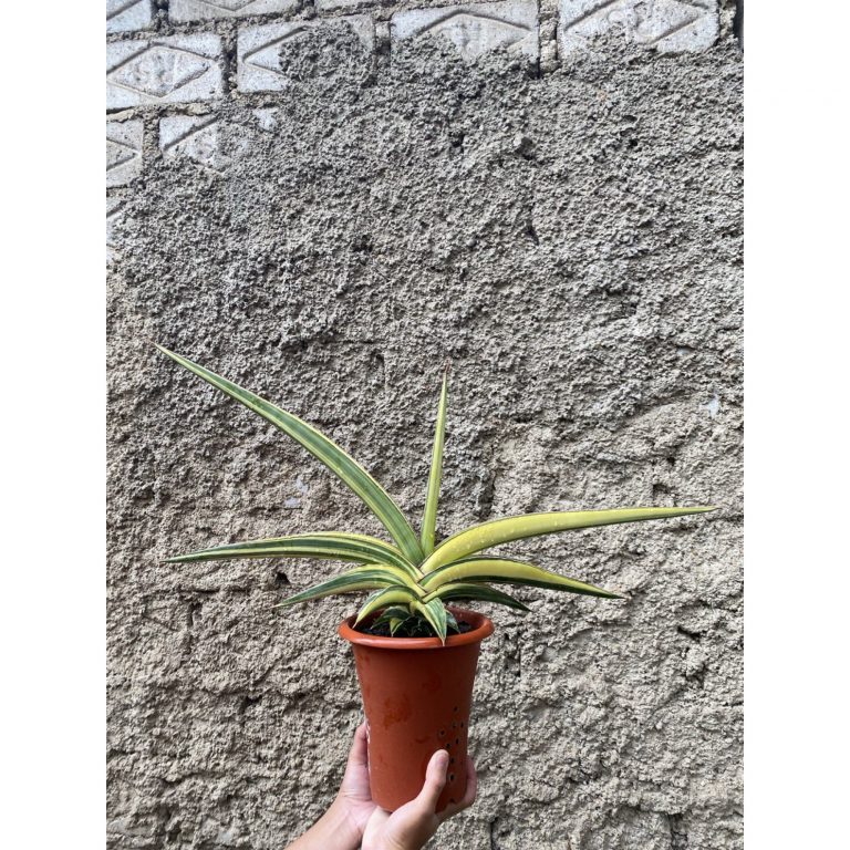 1506. Sansevieria Robusta Dwarf Variegated size 60 cm