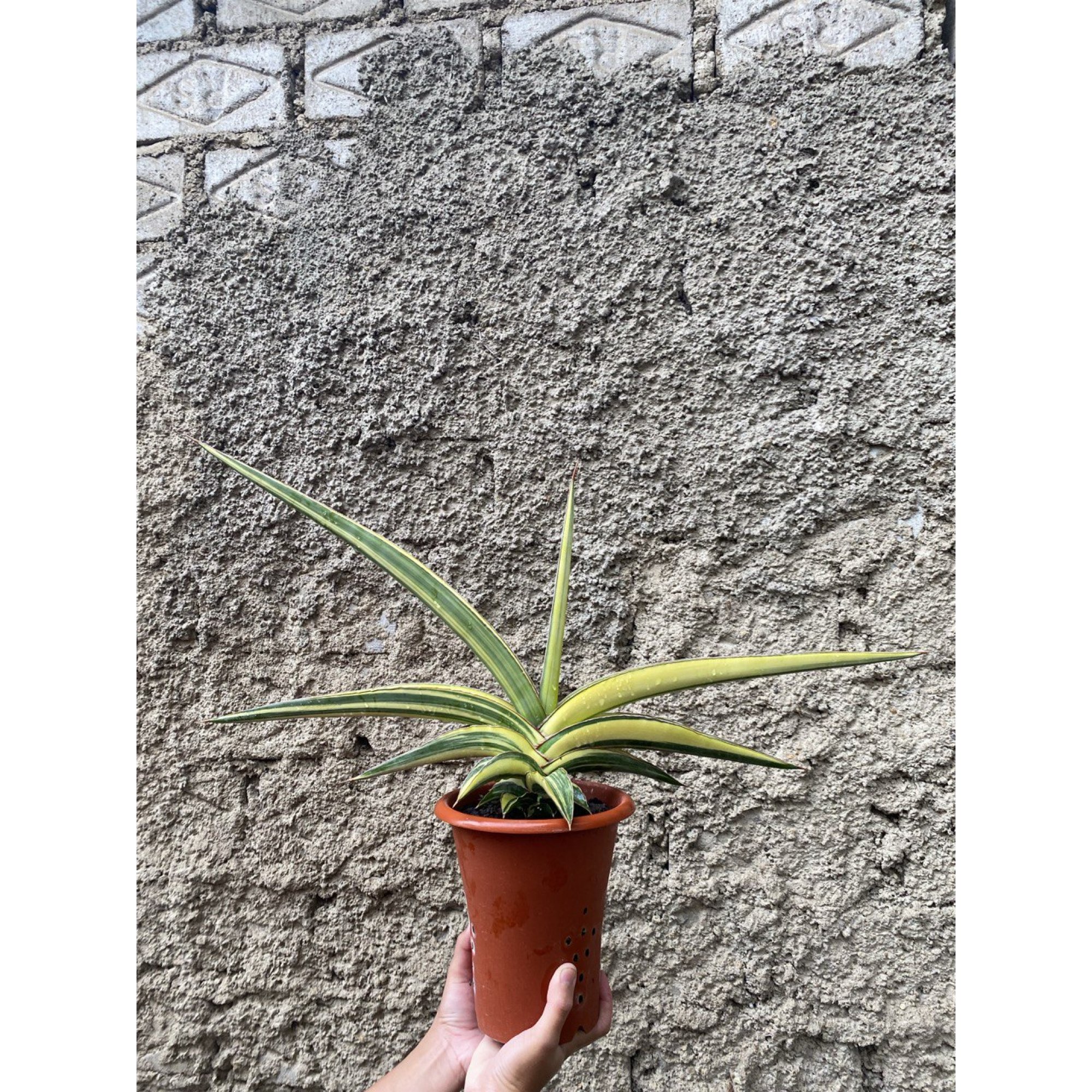 1506. Sansevieria Robusta Dwarf Variegated size 60 cm