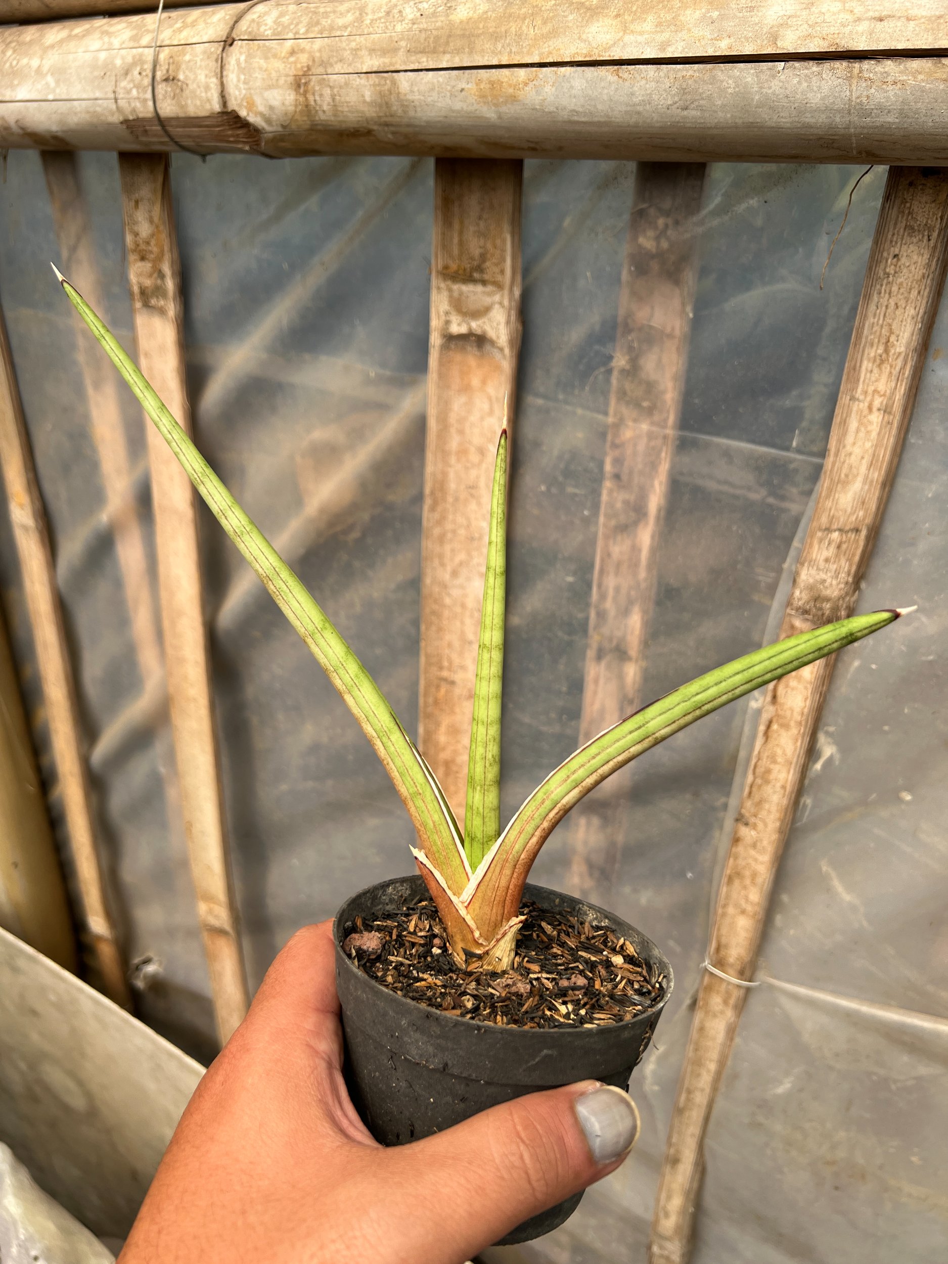 1613. Sansevieria Rodesiana Pink - Image 2