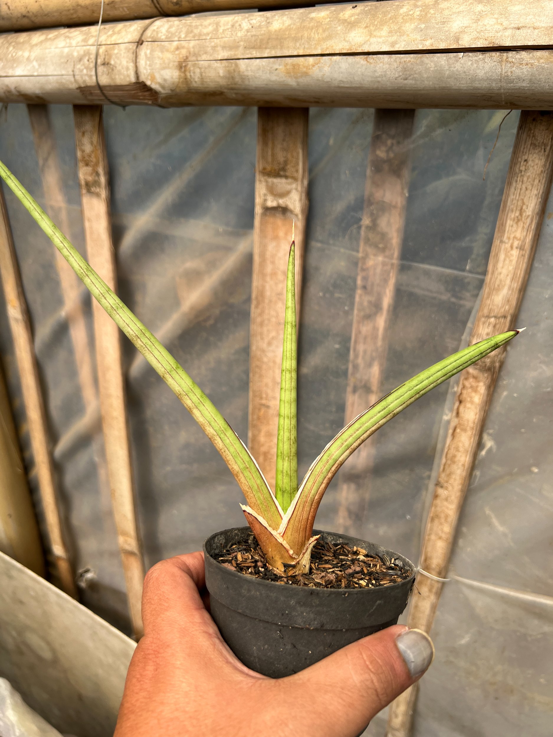 1613. Sansevieria Rodesiana Pink - Image 3