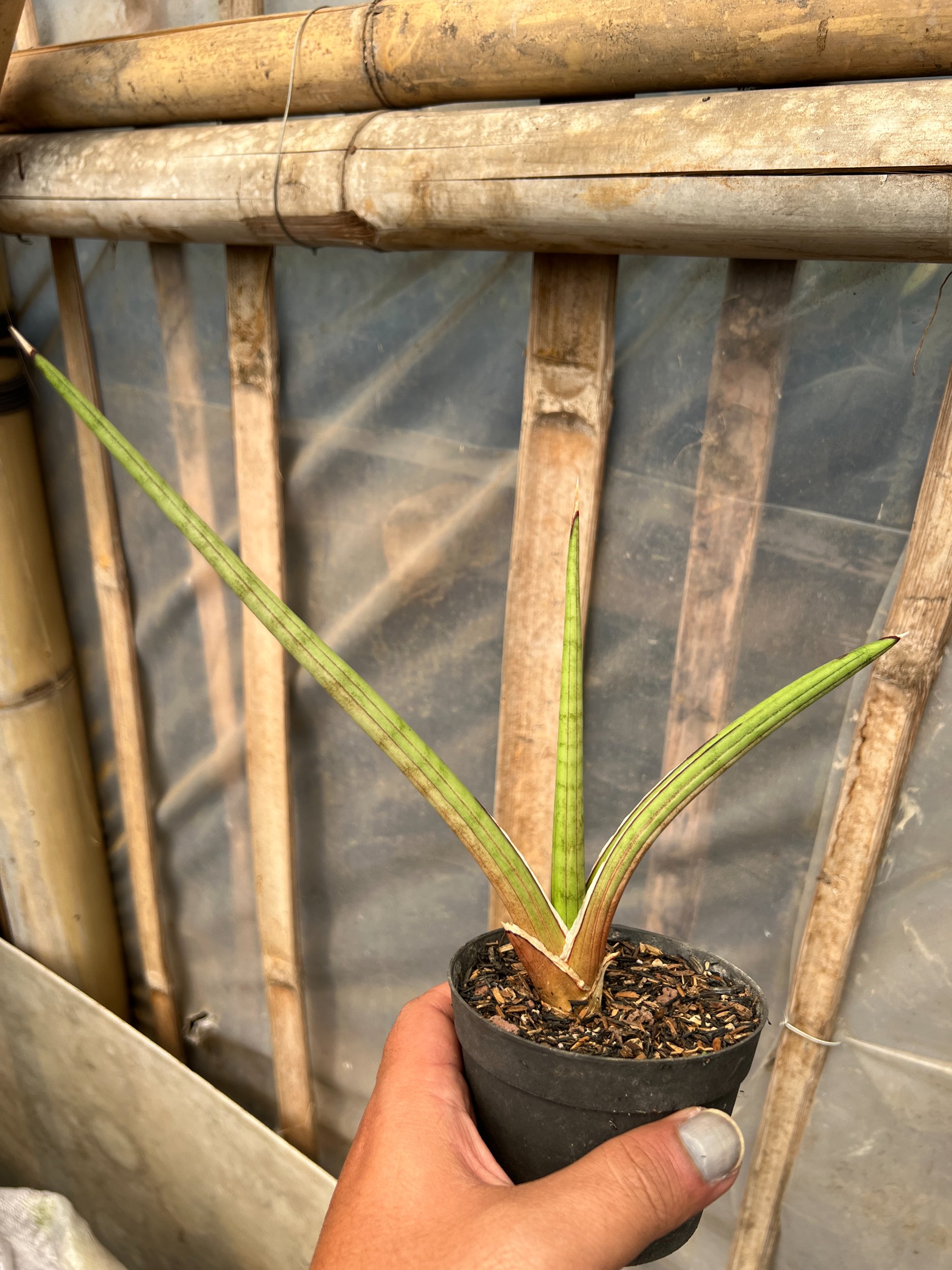 1613. Sansevieria Rodesiana Pink - Image 4
