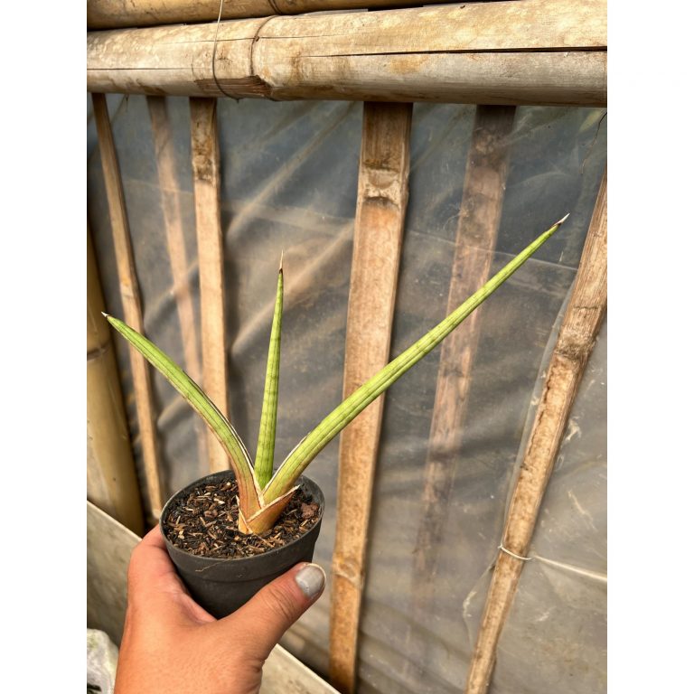 1613. Sansevieria Rodesiana Pink