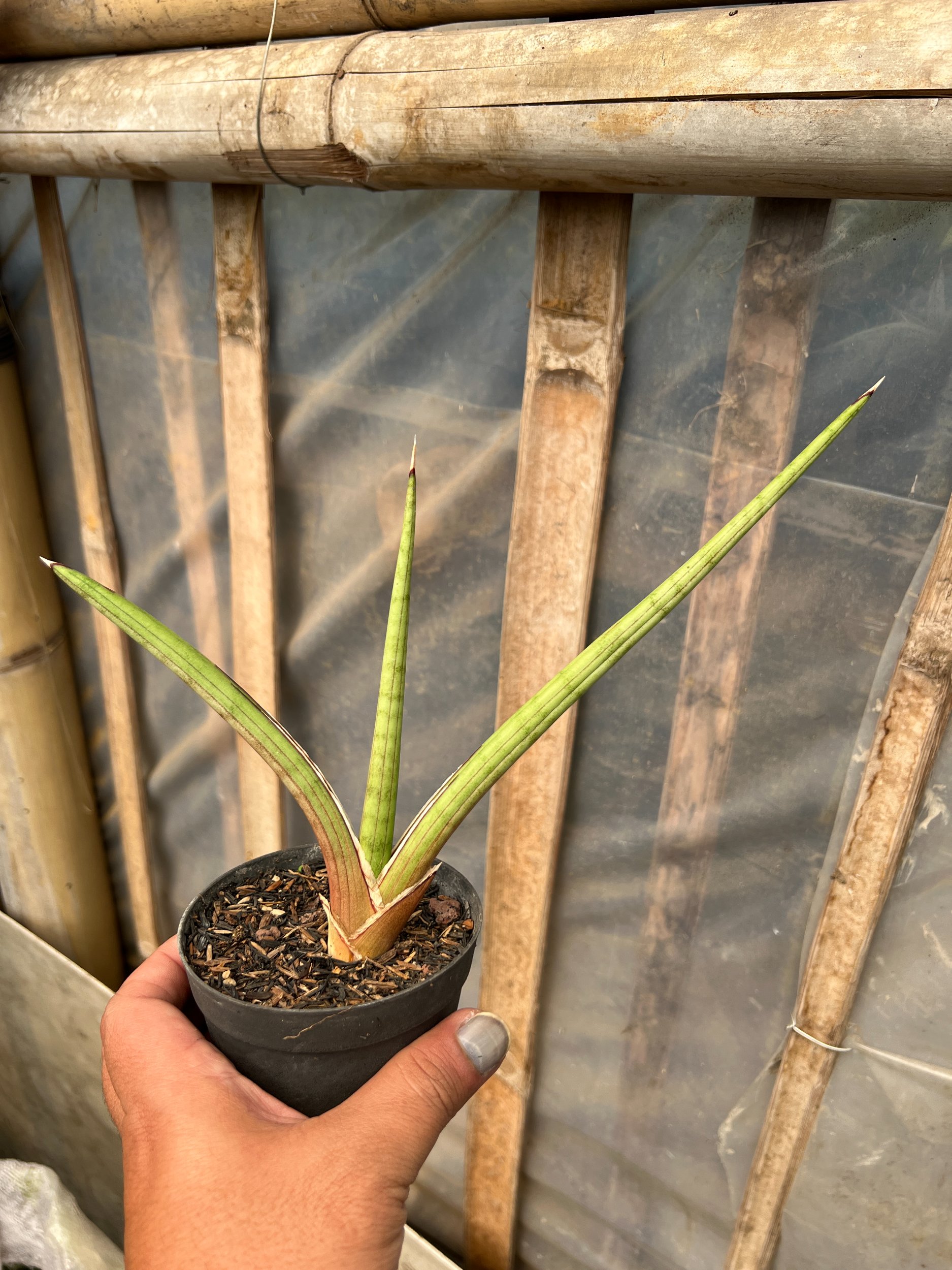 1613. Sansevieria Rodesiana Pink - Image 5