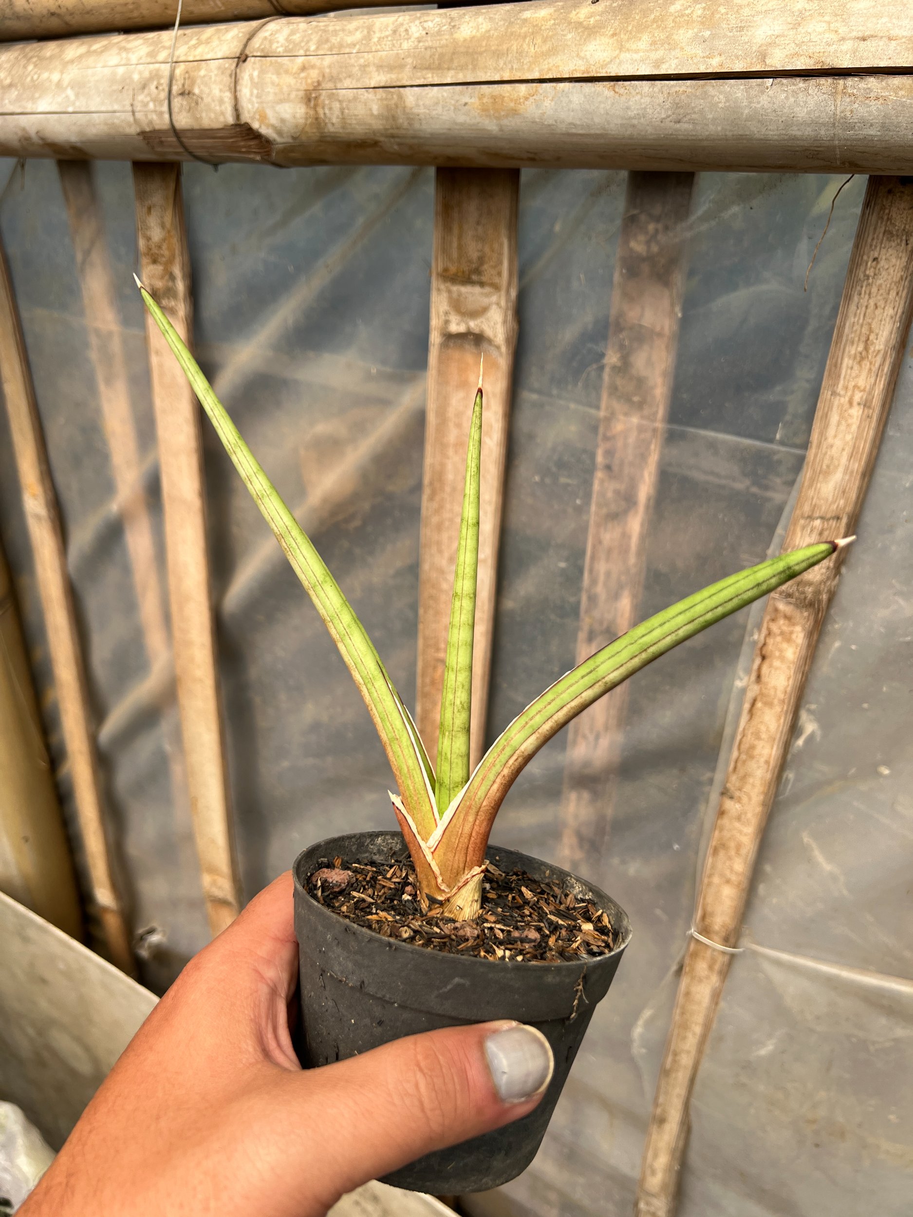 1613. Sansevieria Rodesiana Pink - Image 6