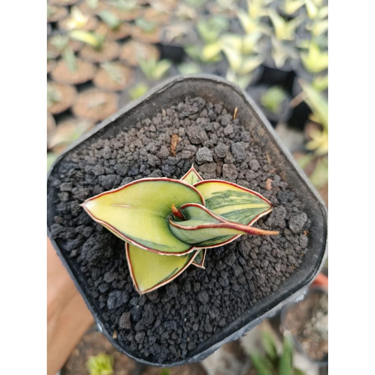 1328. Sansevieria Rorida Aurea Variegated
