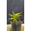2204. Sansevieria Rorida Dagger Varigated