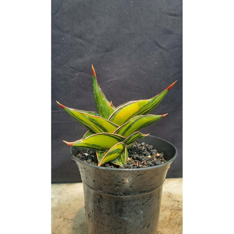 2204. Sansevieria Rorida Dagger Varigated